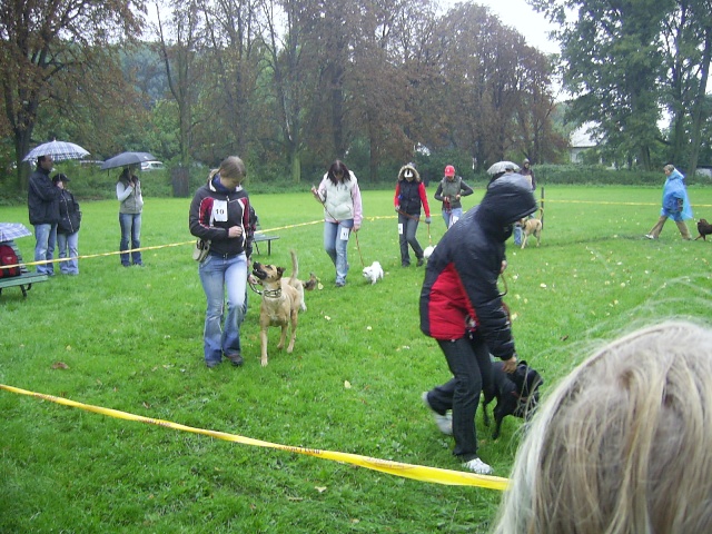 Předvedení v kruhu